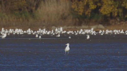 Many river gulls hunt fish in lakes, rivers, and canals. Seagulls fly over the water. Seagulls grace