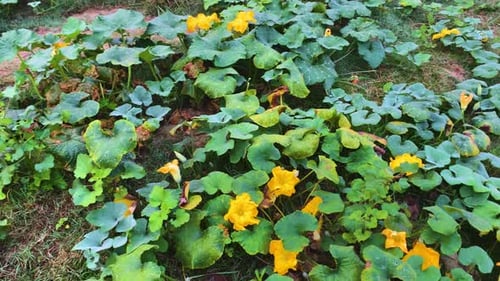 A panning shot of pumpkin leaves, yellow flowers, and vegetable herbs.