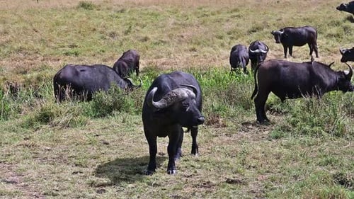 Wilde afrikanische Büffel in ihrer natürlichen Umgebung