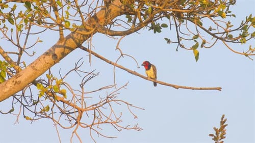 Barbet mit schwarzem Kragen auf Baum