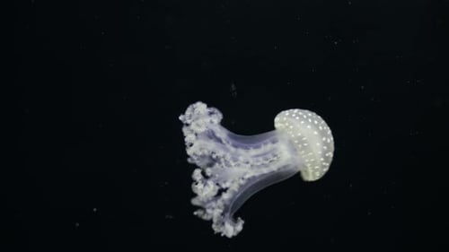 Wunderschöne leuchtende Quallen beim Makroschwimmen im Aquarium Mastigias Papua