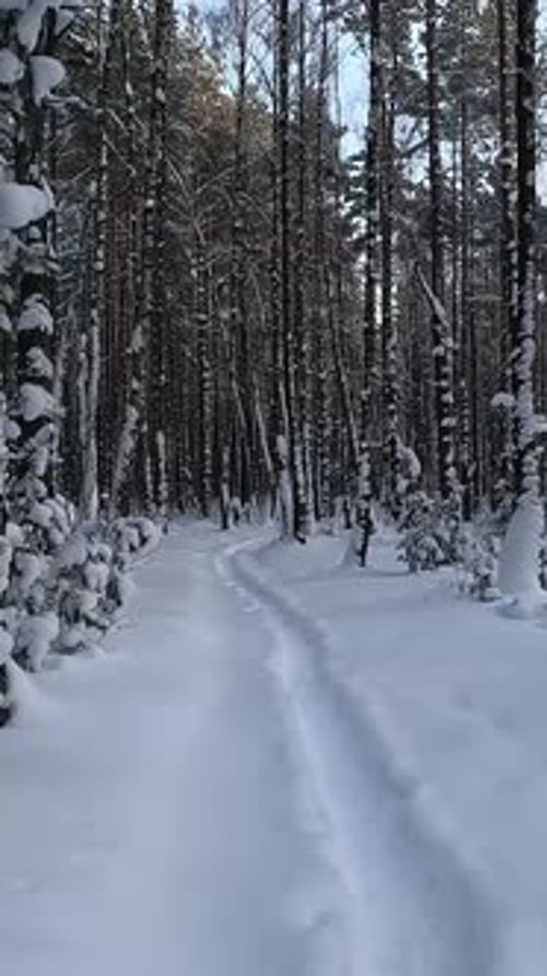 Journey Through Icy Pine Woods Vast Siberian Wilderness With Icy Trees And Expansive Skies