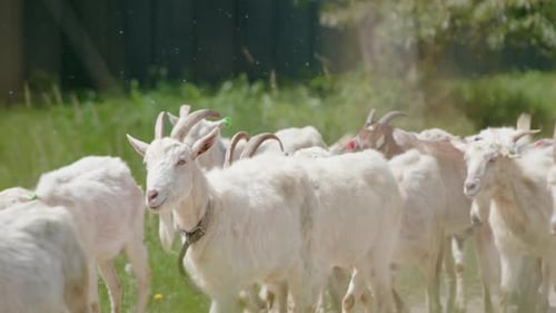 Farmers are Herding a Group of Goats Along a Dirt Road