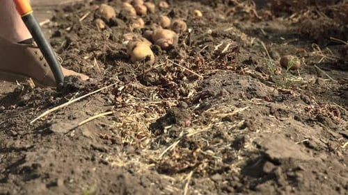 Farmer With Digging Fork Harvesting Organic Potatoes In The Field On A Sunny Day In Saskatchewan, Ca