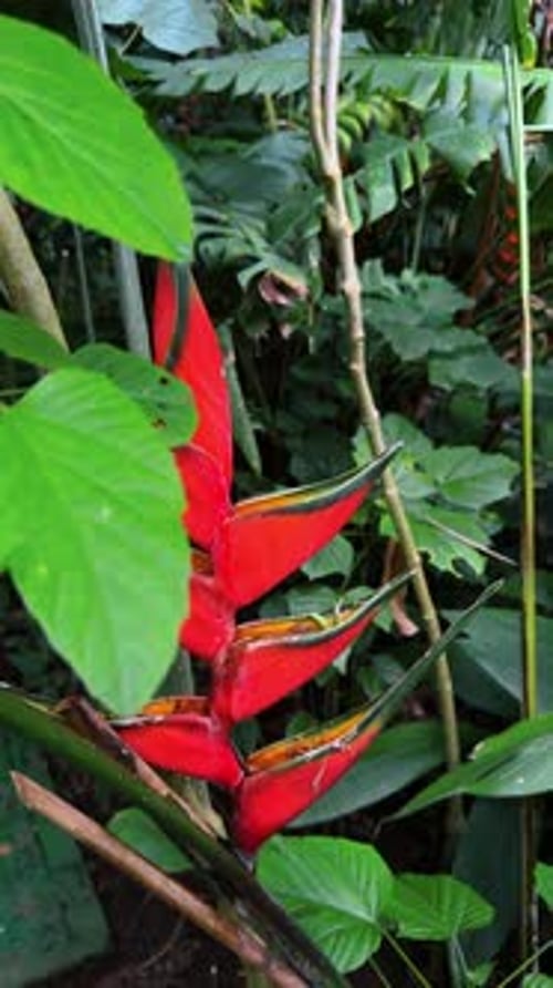 Bractées de fleurs d'Heliconia rouges retenant l'eau dans la jungle tropicale.