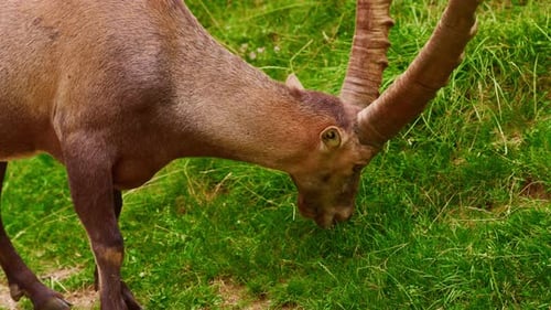 Un elegante ciervo con grandes cuernos en la naturaleza Los animales salvajes caminan por Green Meadows