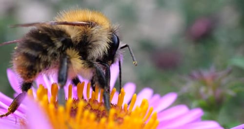 Bumblebee on Vibrant Flower Seeking Pollen Close-up