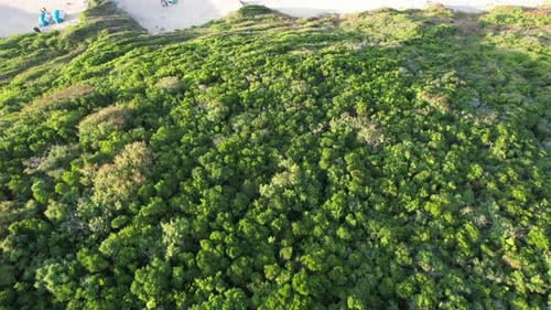 Aerial Tropical Beach