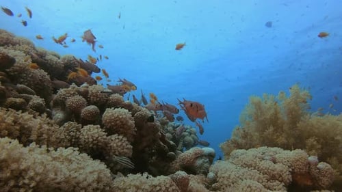 Vibrant Coral Reef with Schools of Fish