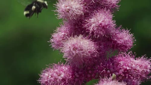 Beautiful blooming pink flowers in a vibrant natural setting during springtime near a lush garden