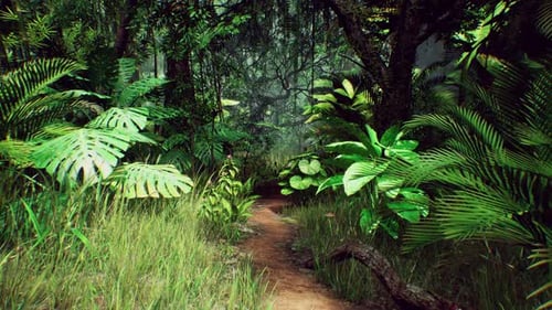 Walking the Path Through Tropical Jungle Rainforest