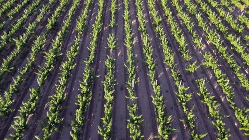vineyard agriculture flyover, footprints between rows of grape vines