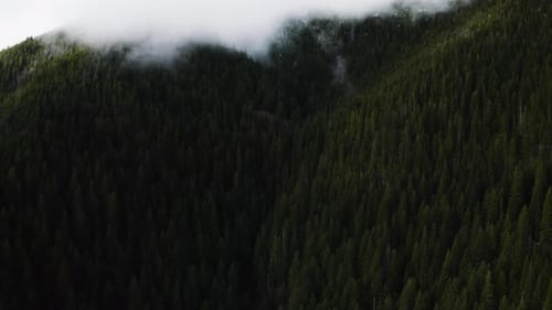 Coniferous Trees Over Mountains Covered With Foggy Clouds on Olympic Peninsula, Washington State USA