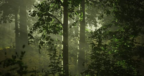 Sunlight Filtering Through Trees in a Misty Forest During Early Morning Hours