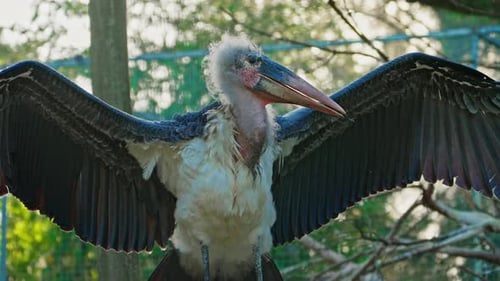 A Closeup of a Marabou Bird Flapping Its Huge Wings
