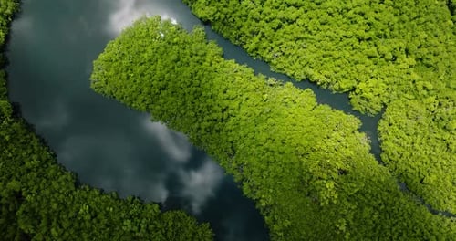Dense Mangrove Forest with Winding Blue River Siargao Philippines