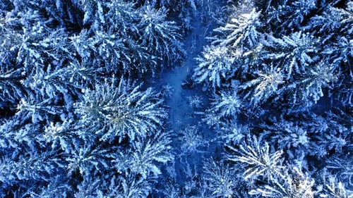 Snowy forest at winter, aerial view of nature in Poland