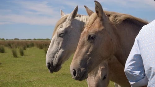 Majestic Wild Horse Herds Roaming Free Across Diverse Natural Landscapes