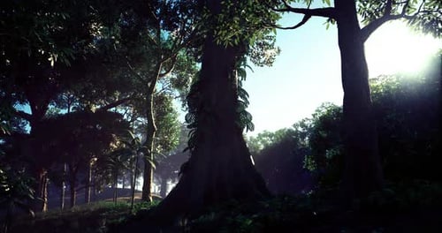 Exploring a Serene Forest with Sunlight Filtering Through the Trees