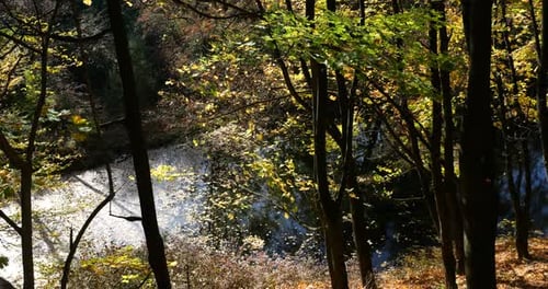 View of the forest lake through the trunks and leaves of trees. Shooting in autumn.