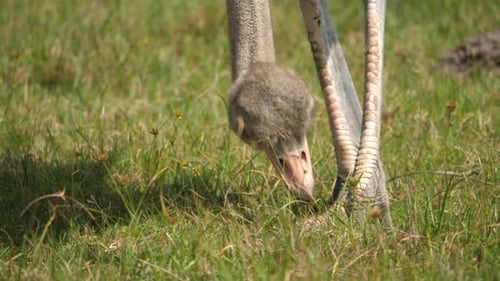 Close up of an ostrich using its beak to peck at seeds in the grass.