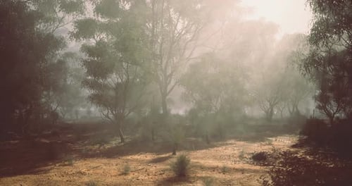 Misty Morning in a Serene Forest with Sunlight Filtering Through Trees