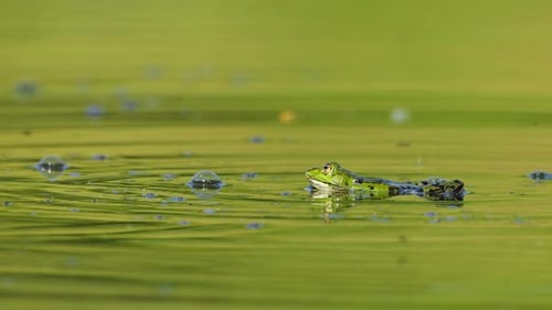 Green Frog Floating In Reflective Pond With Bubbles With Flies Going Past