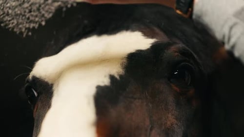 Dama rubia que cuida la melena de un caballo