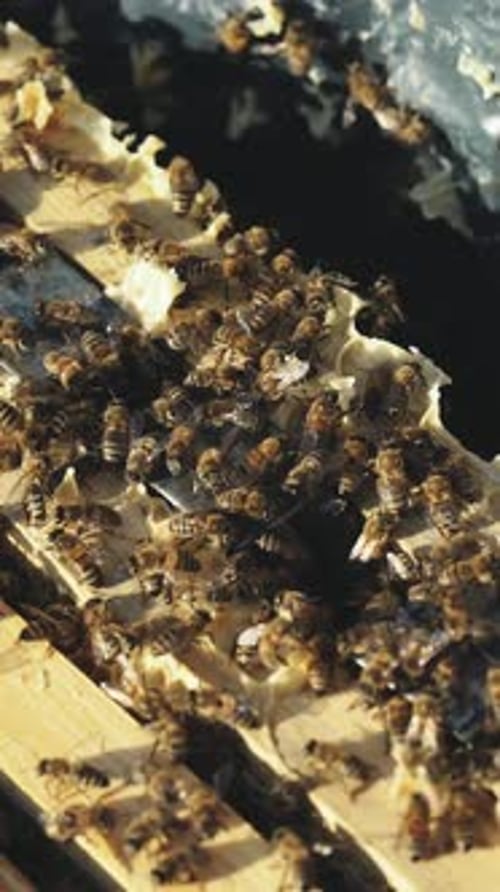 Nahaufnahme der arbeitenden Bienen auf Honigzellen. Arbeitende Bienen auf Waben. Vertikales Video