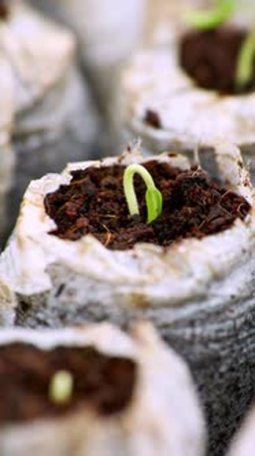 Vertical Time Lapse Growth Sprouting and Germination of Newborn Plants Food Production