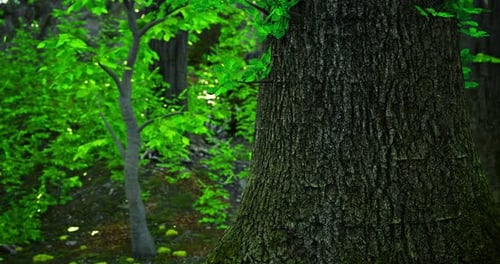 Giant Tree Trunk Surrounded By Vibrant Green Foliage in Serene Forest Setting