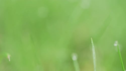 Slow focusing on different waterdrops on footage of green grass on the ground