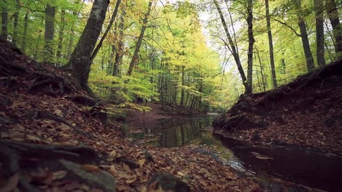 Trees And Amazing Tiny Lake In The Forest In Autumn-Cinematic Slow Motion