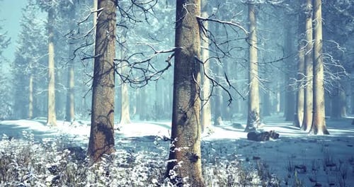 Winter Forest Landscape with Snow Covered Trees in Tranquil Setting