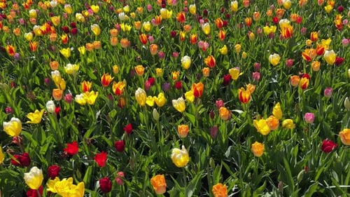 Tilt down of sunlit multicolored flowerbed with tulips swaying in the wind in Keukenhof Park. A colo