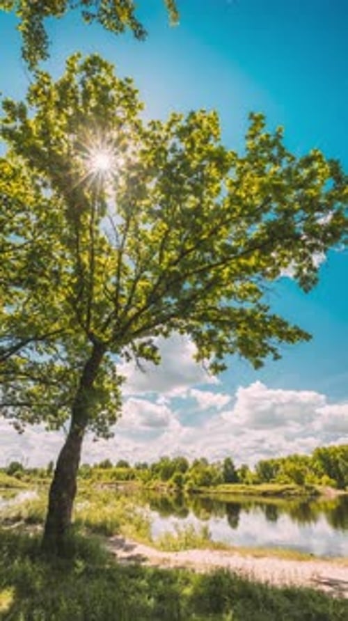 Vertikale Aufnahme Sonnenlicht Sonnenstrahlen scheinen durch Pinienwälder in einer sommerlichen Waldlandschaft in der Nähe des Sees