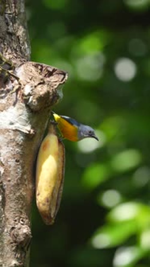 un oiseau mâle à ventre orange mange de la banane