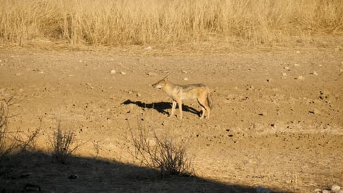 ein Schwarzrückenschakal, der bei Sonnenuntergang in Südafrika nach essbaren Essensresten sucht. Nahaufnahme
