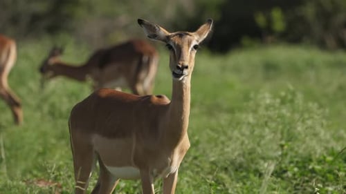 Portraitaufnahme eines weiblichen Impala, der kaut und in die Kamera schaut.