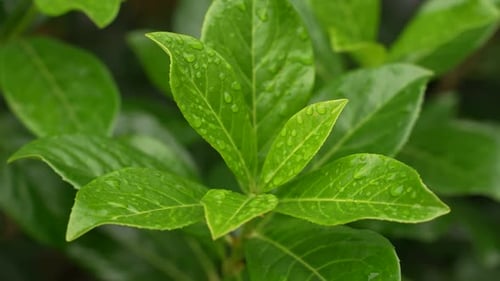Bright Green Leaves Gleaming with Water Droplets