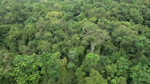 Top View of a Dense Tropical Rainforest in Thailand