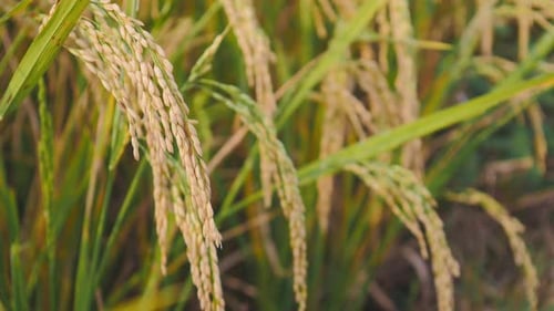 ready to harvest rice in the rice farm