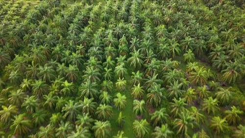 Lush green field of palm trees