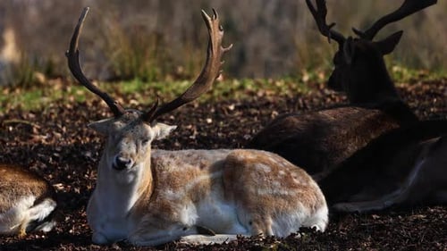 Resting Deer in Forest Sunlight