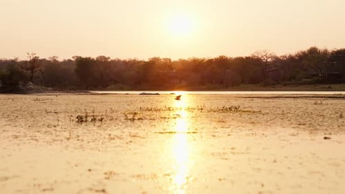 Bird Flying Over Lake At Sunset, South Africa