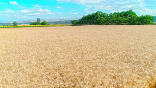 Wheat Field Swaying in Rural Sunlight