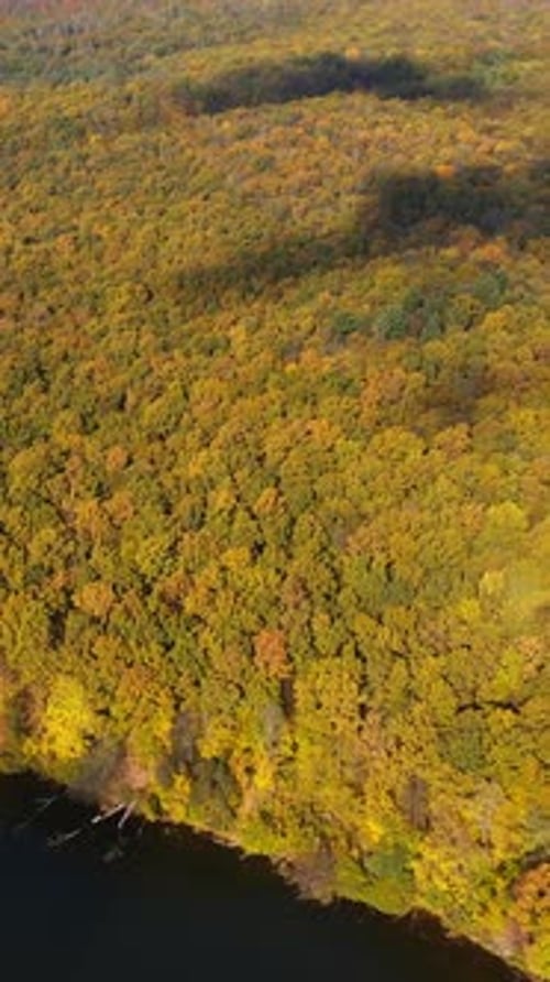 Autumn natural sceneries landscape. Aerial view of seasonal outdoor trees. Vertical video