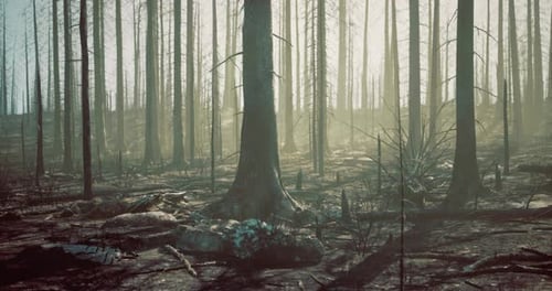 Forest Landscape Showing Aftermath of Wildfire in Early Morning Light