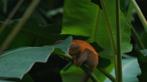 Squirrel Monkey Resting on a Branch in Jungle