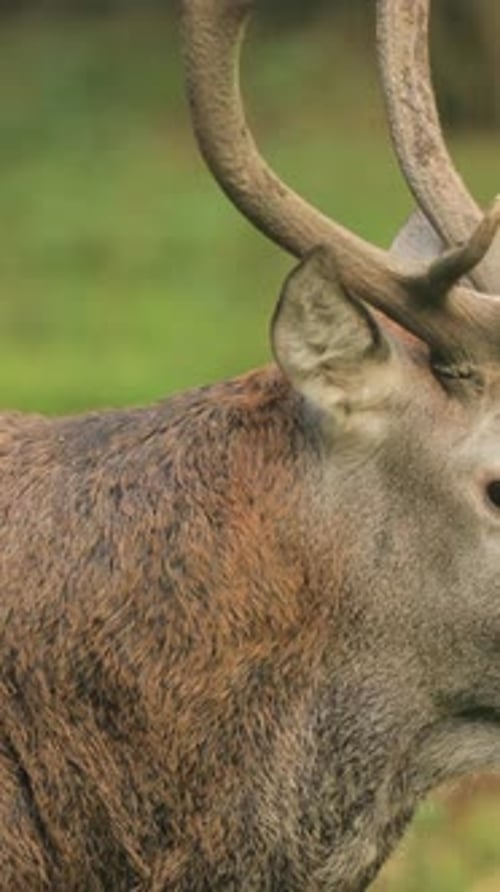 Cerf élaphe d'Europe mâle de Biélorussie